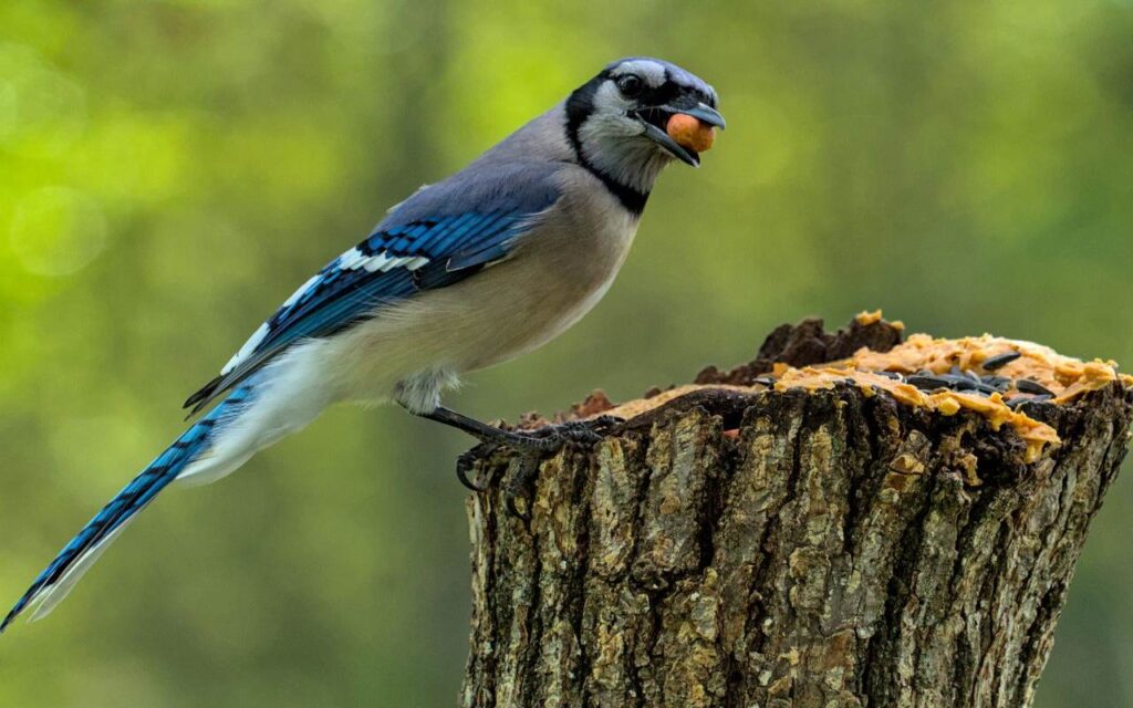 A vibrant blue, white, and black Blue Jay perches on a tree stump with a whole peanut in its bill next to a layer of peanut butter and sunflower seeds.